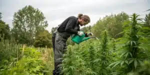 grow info for Green Poison Autoflower F1 with tips on nutrient schedules, optimal lighting, and key growth stage insights.