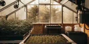 Hyper-realistic greenhouse interior with rows of cannabis plants, fans, and outdoor view.