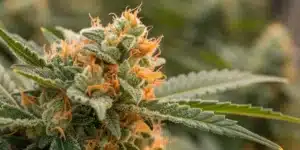 Close-up of Chocolope Regular Strain bud covered in frosty trichomes, with vibrant orange pistils and lush green sugar leaves