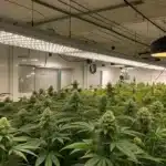 Dense Chocolopez FV Strain cannabis bud with frosty trichomes and deep purple hues, highlighting its rich terpene profile