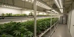 LED grow lights and ballasts setup in indoor cannabis grow room