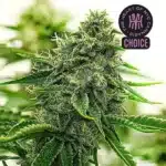 Hippo High strain with dense green buds, covered in crystals and light orange hairs under soft lighting.