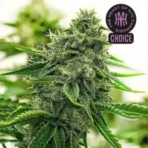 Hippo High strain with dense green buds, covered in crystals and light orange hairs under soft lighting.