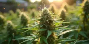 Cannabis plant infested with gnats during sunset in an outdoor grow.