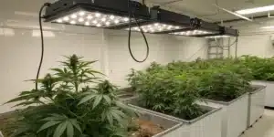 Realistic view of a modern cannabis hydroponic set up in an indoor grow room with LED lighting, nutrient tanks, and healthy cannabis plants.