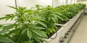 Realistic view of cannabis plants in a hydroponic setup using the best hydro nutrients for weed to enhance growth.