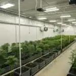 Indoor cannabis grow room with thermostat and fans at ideal temperature for cannabis.