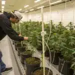Grower tending to Jack Herer regular cannabis plants in an indoor grow room