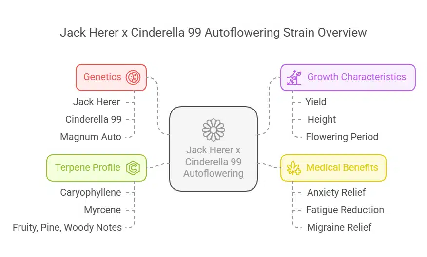 Jack Herer x Cinderella 99 Autoflowering infographic with genetics, terpene profile, growth traits, and medical benefits.