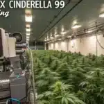 Jack Herer x Cinderella 99 Autoflowering strain growing indoors in a high-tech facility with climate control equipment.