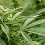 Realistic image showing a cannabis plant mid-flowering with fan leaves strategically removed to enhance light exposure.