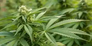 Realistic image showing a cannabis plant mid-flowering with fan leaves strategically removed to enhance light exposure.