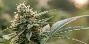 Legend OG Weed Strain close-up showing dense frosty buds and orange pistils under soft natural light outdoors