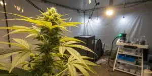 Close-up of Lemon Haze Diesel Weed strain flowering under grow lights with visible trichomes and indoor setup.