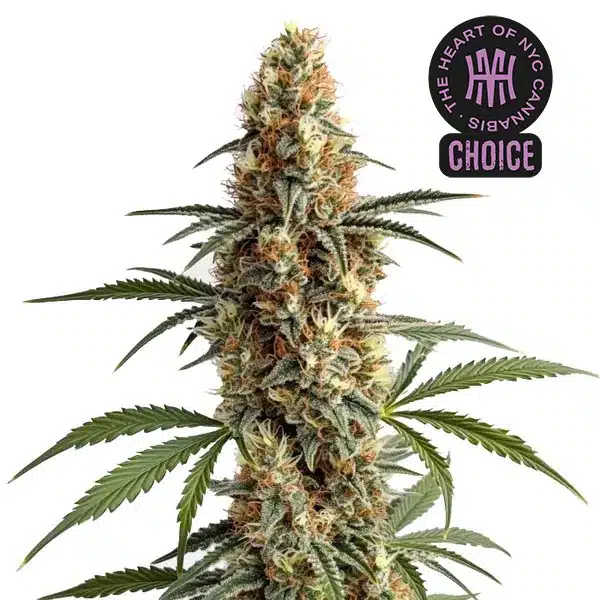 Mamba Negra strain with thick, golden-green buds and bright orange pistils among sugar leaves.