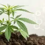 Realistic view of best microbes for cannabis enhancing growth in nutrient-rich soil.