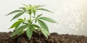 Realistic view of best microbes for cannabis enhancing growth in nutrient-rich soil.