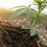 Realistic close-up of cannabis roots with beneficial microbes visibly enhancing soil quality.