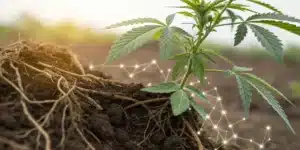 Realistic close-up of cannabis roots with beneficial microbes visibly enhancing soil quality.