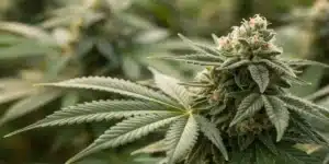 Realistic close-up of cannabis buds with early signs of white mildew on buds clearly visible.