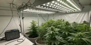 Indoor grow setup with LED panels above healthy Moby Dick Auto Strain plants in large pots inside a reflective grow tent