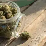 Realistic view of moldy weed in jar with visible mold spots on cannabis buds, highlighting poor storage conditions.