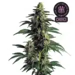 Northern Lights strain displaying frosty, pine-green buds with thick resin and short orange hairs.