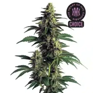 Northern Lights strain displaying frosty, pine-green buds with thick resin and short orange hairs.