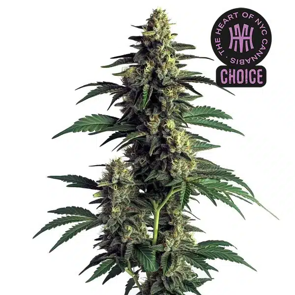 Northern Lights strain displaying frosty, pine-green buds with thick resin and short orange hairs.