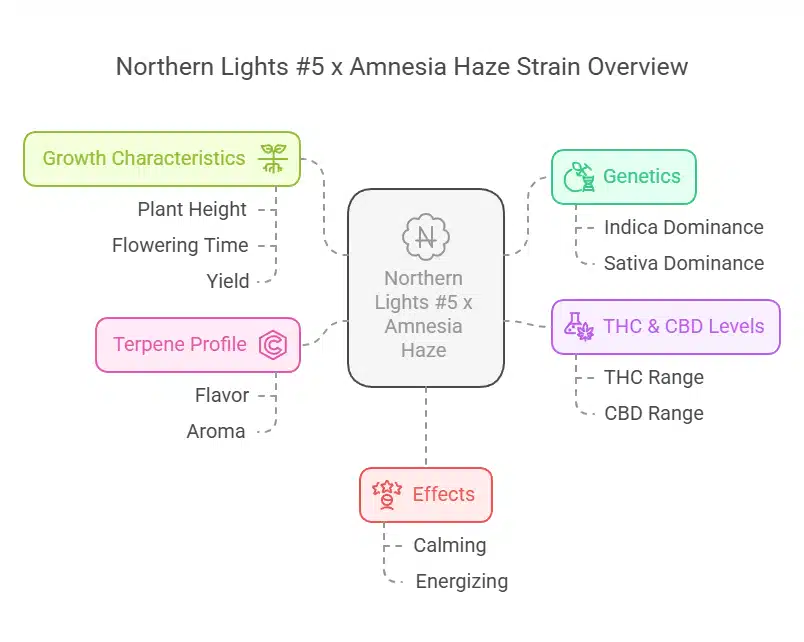 Northern Lights V x Amnesia Haze Strain chart detailing effects, genetics, growth traits, and THC/CBD levels.