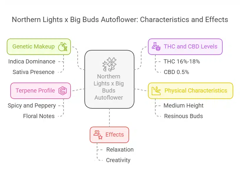 Northern Lights x Big Buds Autoflower Strain chart showing genetics, terpene profile, effects, and THC/CBD levels.
