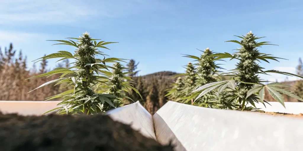 Hyper-realistic outdoor cannabis garden with large, budding plants seen from a low angle, against a clear blue sky and distant forest.