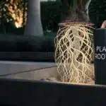 Hyper-realistic illustration of a plant with glowing roots being inserted into a black planter with a "PLANT ROOTER" device, outdoors at dusk.