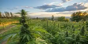 do weed plants grow back every year in a lush outdoor garden