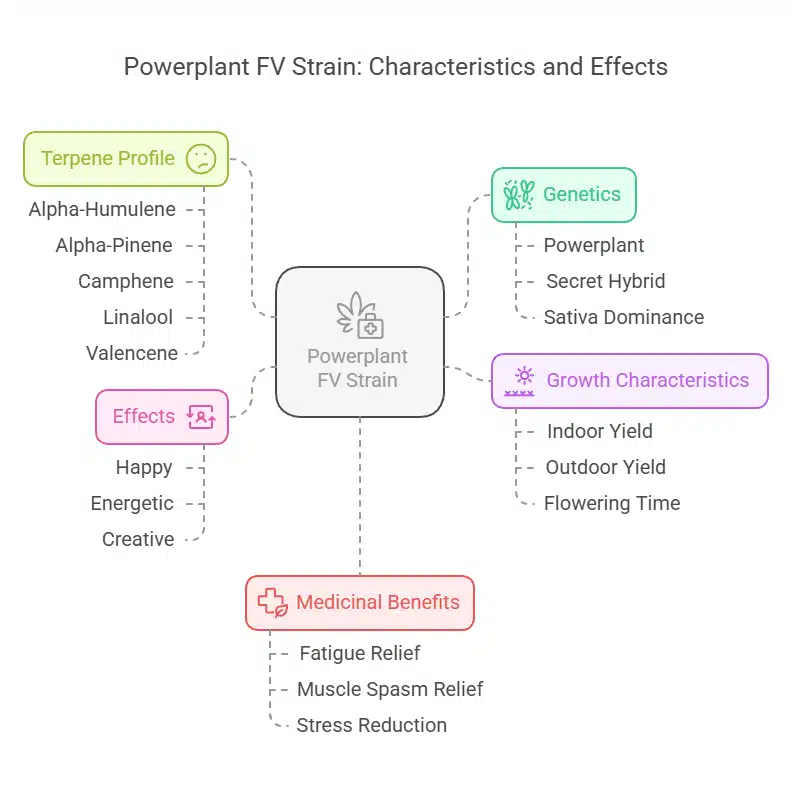 Infographic detailing Powerplant FV Strain grow info, including genetics, terpenes, effects, and medicinal benefits.