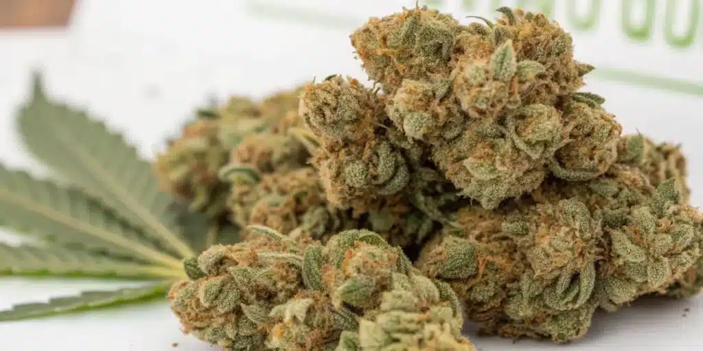 Close-up of Powerplant FV Strain weed buds, frosty with orange hairs, placed over a cannabis leaf.