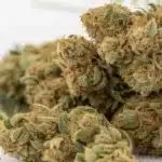 Close-up of Powerplant FV Strain weed buds, frosty with orange hairs, placed over a cannabis leaf.