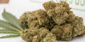 Close-up of Powerplant FV Strain weed buds, frosty with orange hairs, placed over a cannabis leaf.