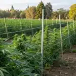 Realistic view of a marijuana garden employing natural home remedies and barriers to keep raccoons away.