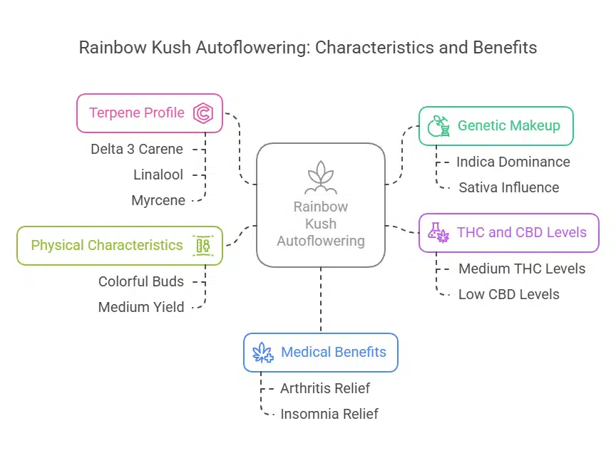 Rainbow Kush Autoflowering chart showing terpene profile, genetics, THC-CBD levels, physical traits, and medical benefits.