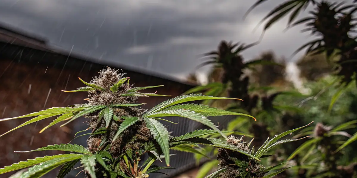 Hyper-realistic close-up of a cannabis plant with dense, purple-tinged buds under falling rain, with a blurred building in the background.