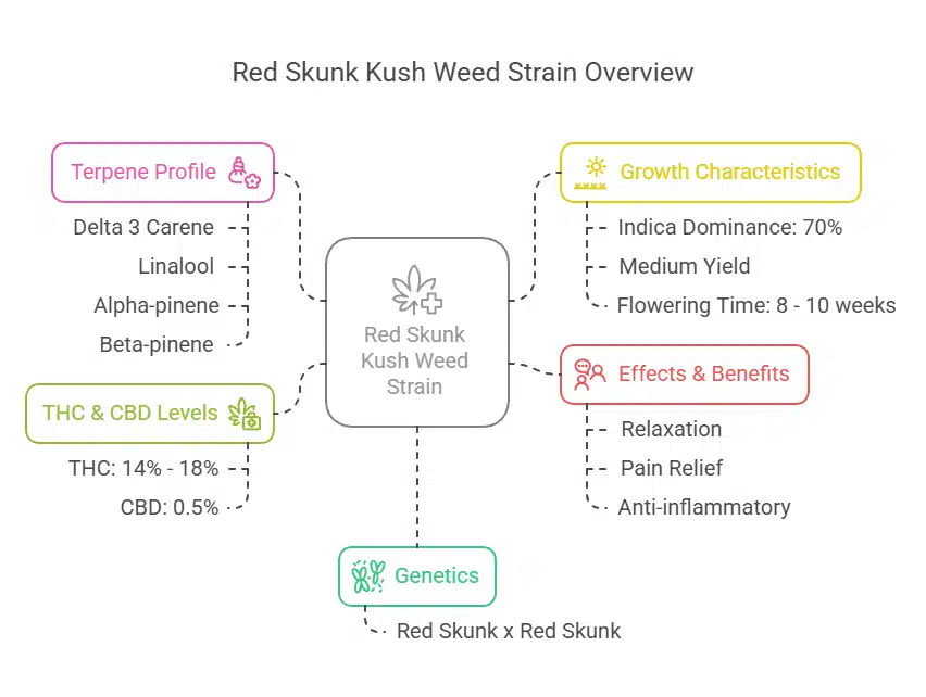 Red Skunk Kush Weed Strain diagram highlighting terpene profile, effects, genetics, THC-CBD levels, and growth traits