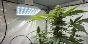 Red Skunk Kush Weed Strain developing under intense LED lights in a reflective indoor grow tent during flowering phase