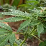 A high-resolution image showing a close-up of glossy cannabis buds with visible resin droplets, capturing the moment when does weed resin get you high in a natural garden setting.