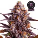 Ricky Bobby strain with chunky, frost-covered buds and neon green leaves tipped with orange hairs.