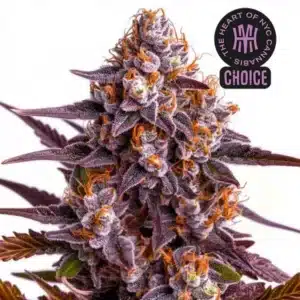 Ricky Bobby strain with chunky, frost-covered buds and neon green leaves tipped with orange hairs.