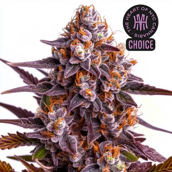 Ricky Bobby strain with chunky, frost-covered buds and neon green leaves tipped with orange hairs.