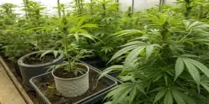 Realistic view of plants with enhanced root systems from a root booster for plants.