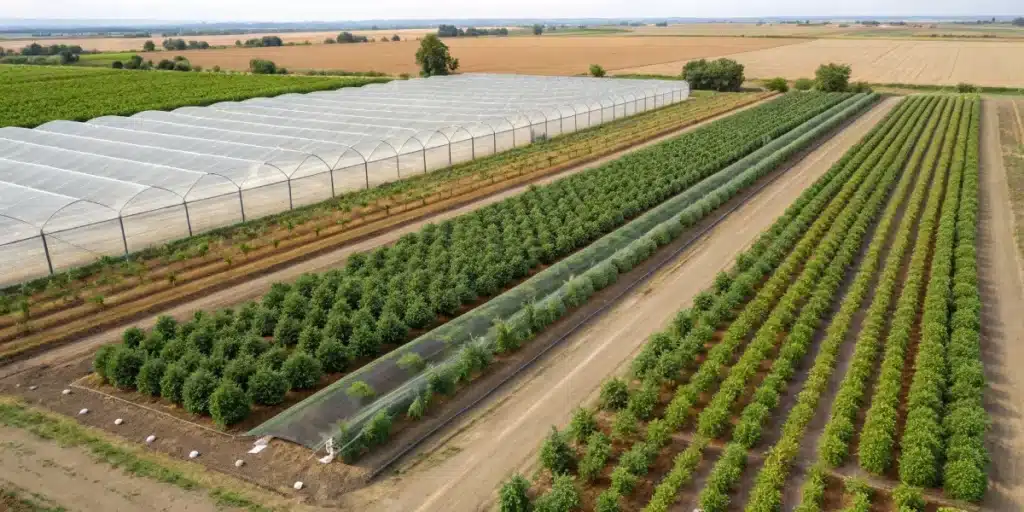 Industrial hemp greenhouse complying with russia weed laws cultivation rules.