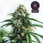 Scrambler Haze strain with dense white trichomes and spiky green leaves, surrounded by fuzzy pistils.